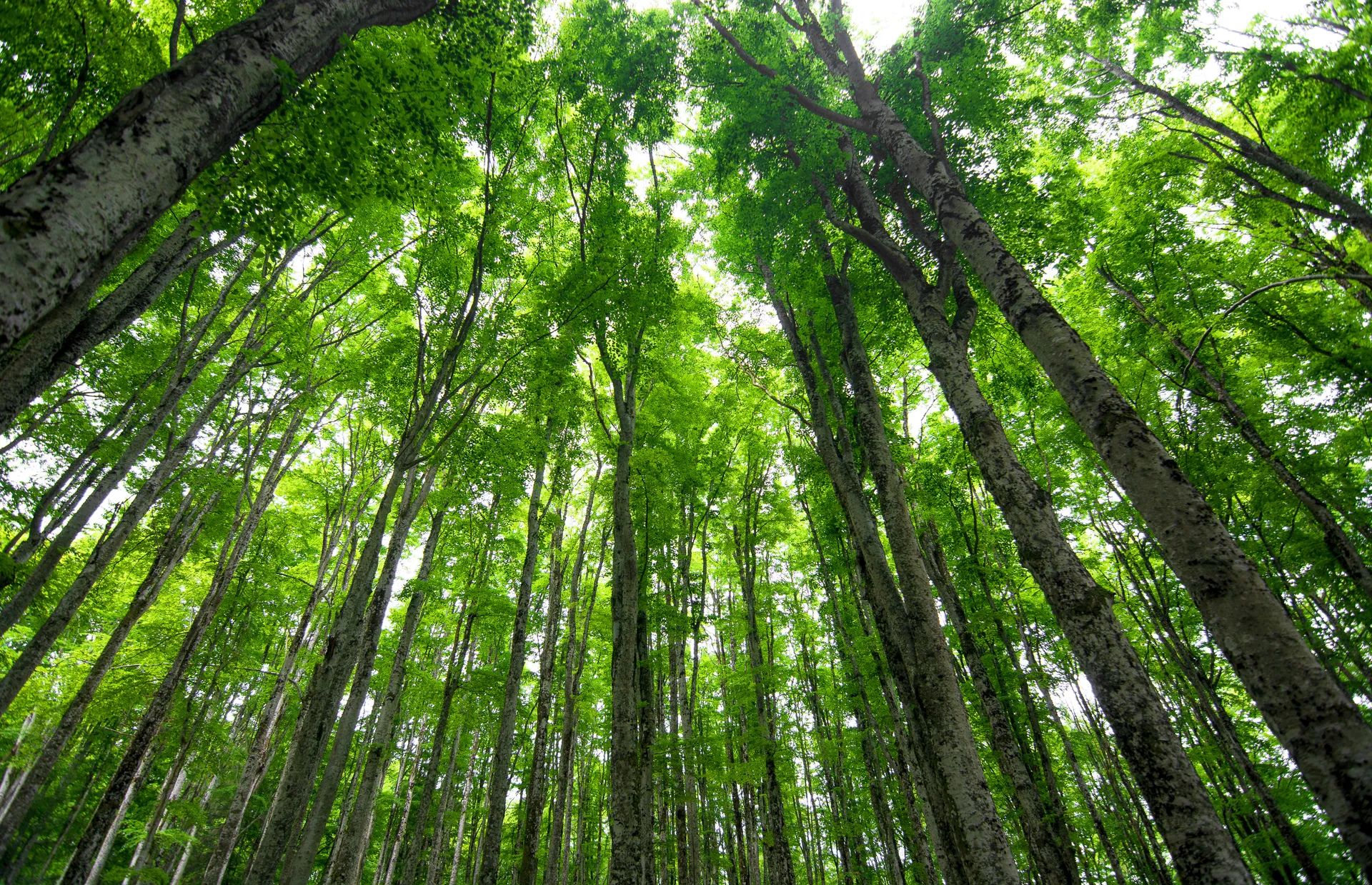 Photo d’une forêt qui s’élève vers le ciel. Une douce lumière traverse le feuillage des arbres.