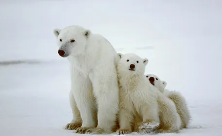 Photo d’une mère ourse polaire et de ses deux petits.