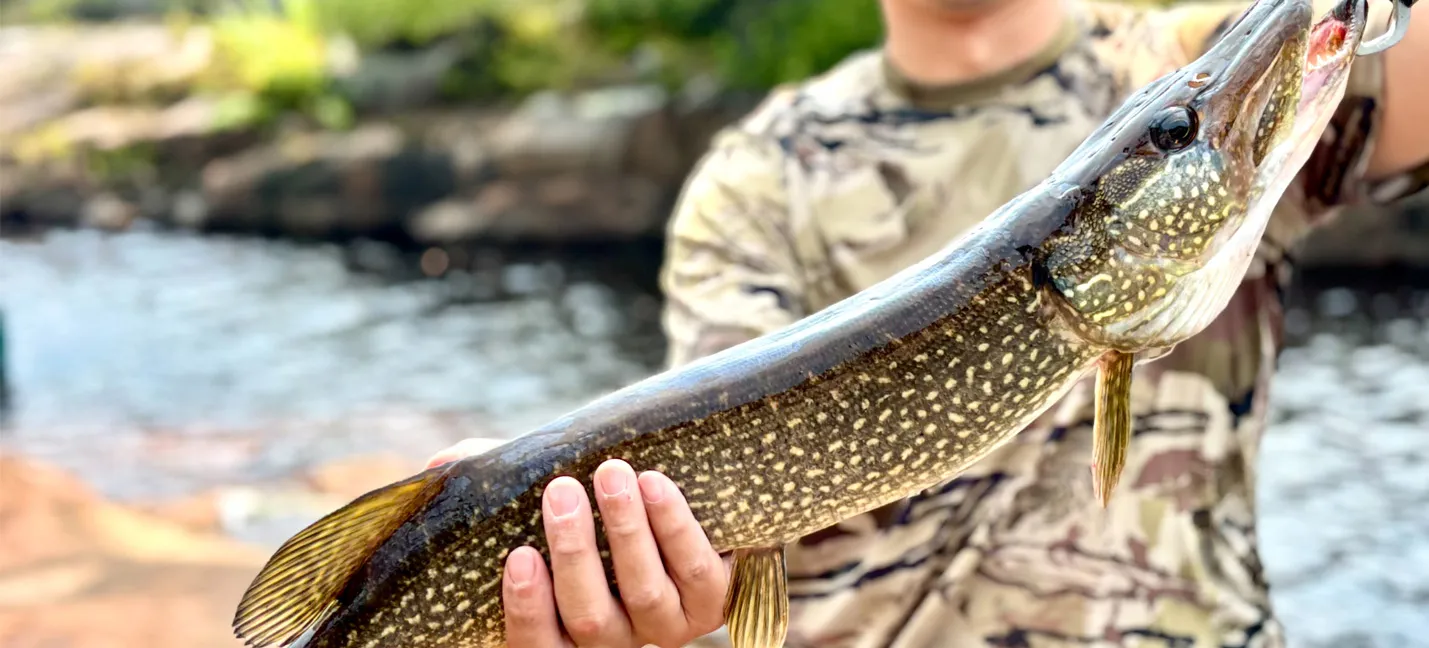 Photo d’un homme tenant un brochet qu’il a pêché.