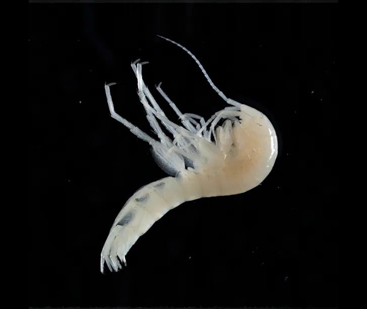 Photo d’une petite crevette blanche vivant dans les grottes.