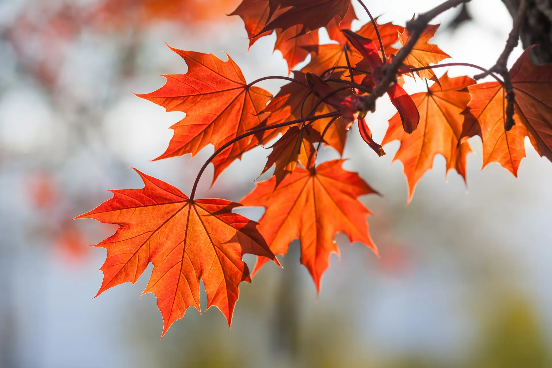 Photo de feuilles d’étable orangées dans un arbre.