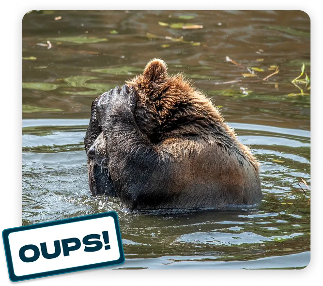 Un ours brun se tient dans l’eau, les pattes avant posées sur la tête. En bas de l’image, une étiquette illustrée affiche le mot “OUPS!”.