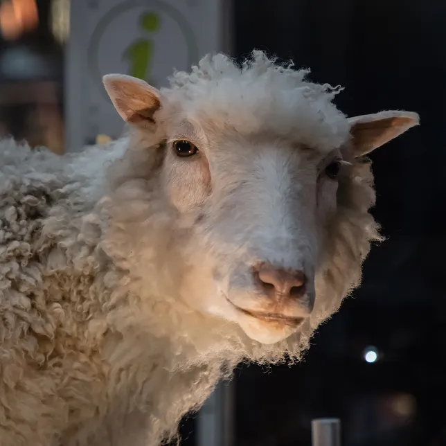La brebis Dolly.