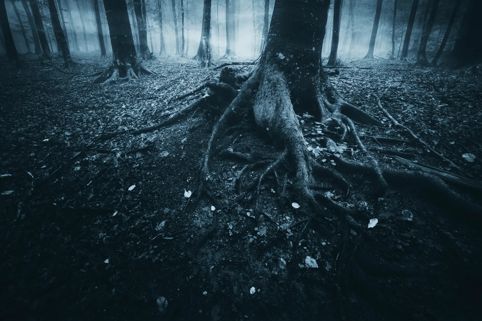 Gros plan sur les racines noueuses d’un arbre dans une forêt sombre et brumeuse, avec des troncs épars disparaissant dans le brouillard.