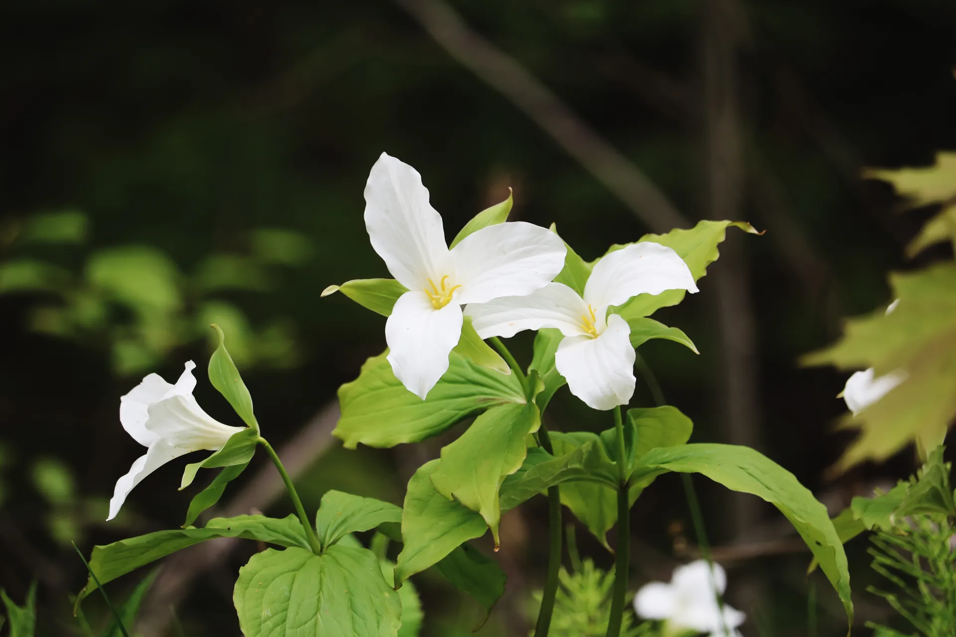 Photo de fleurs de trille blanc.