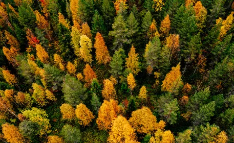 Photo d’une forêt en automne vue du ciel.