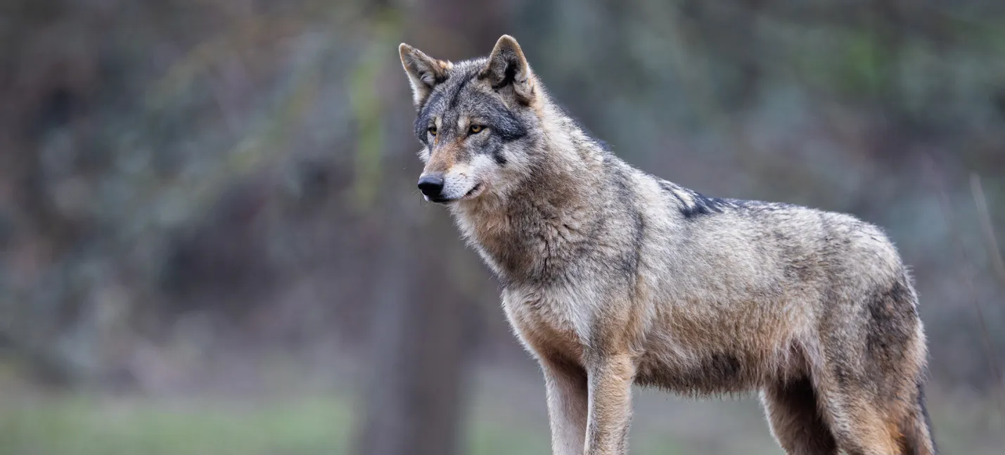 Photo d’un loup gris.