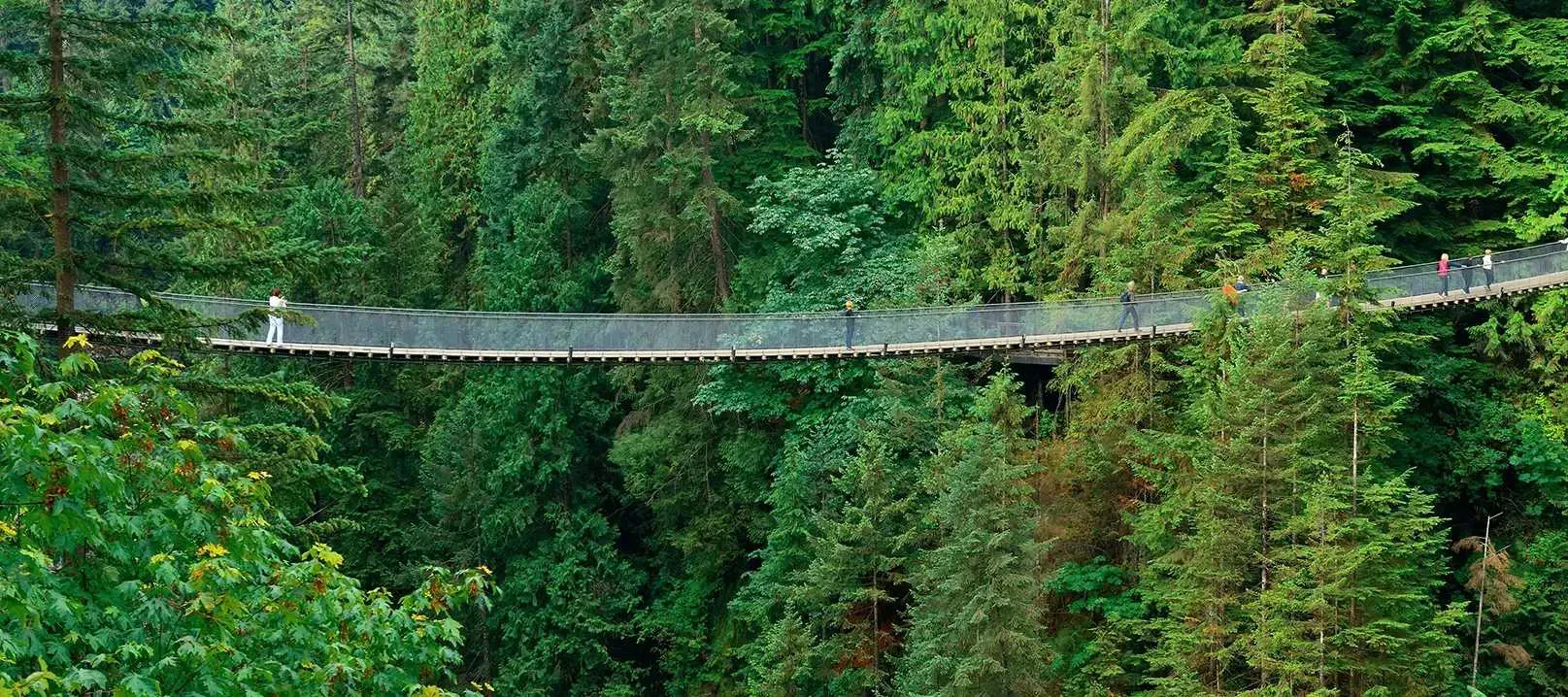 Photo du pont suspendu de Capilano, situé au-dessus d’une forêt.