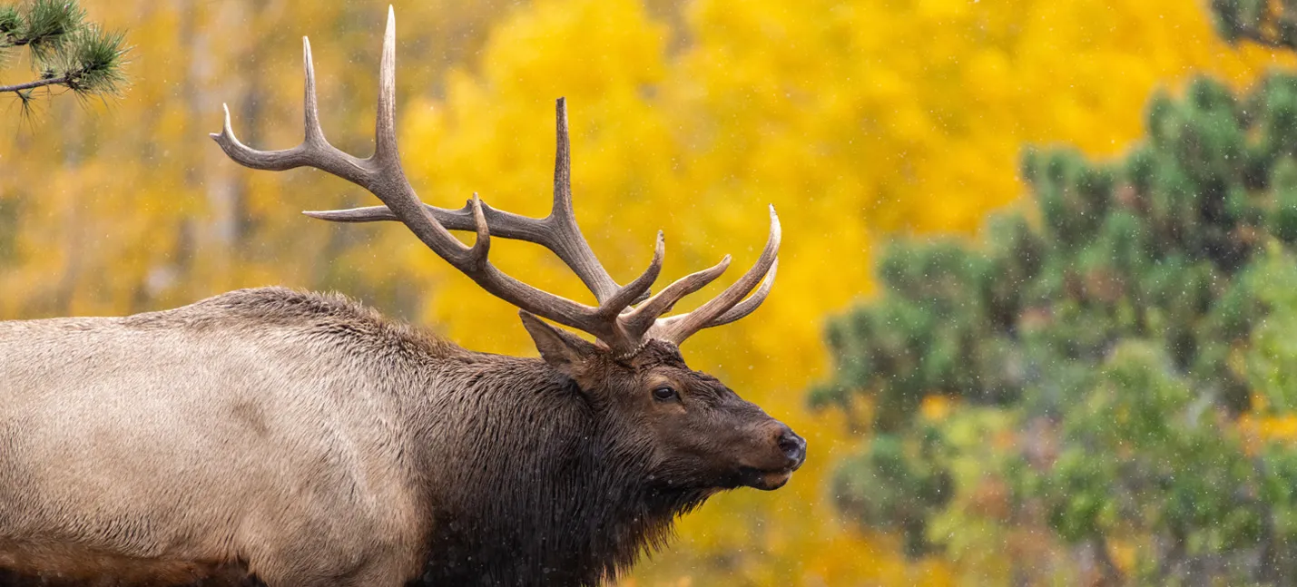 Photo d’un wapiti dans la forêt.