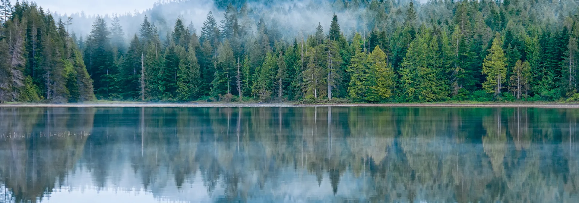 Photo d’une forêt au bord d’un lac sous un ciel brumeux.