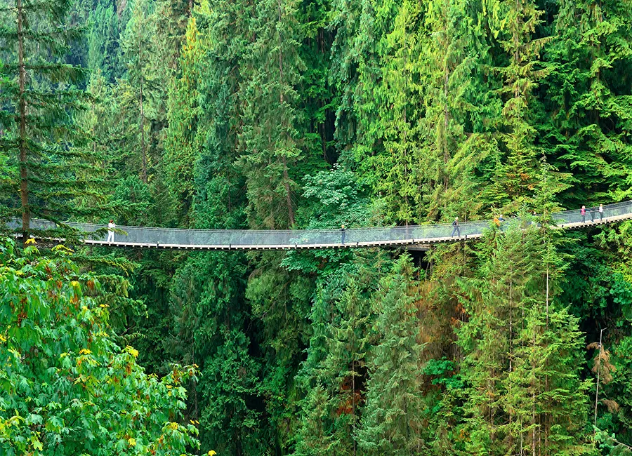 Photo du pont suspendu de Capilano, situé au-dessus d’une forêt.