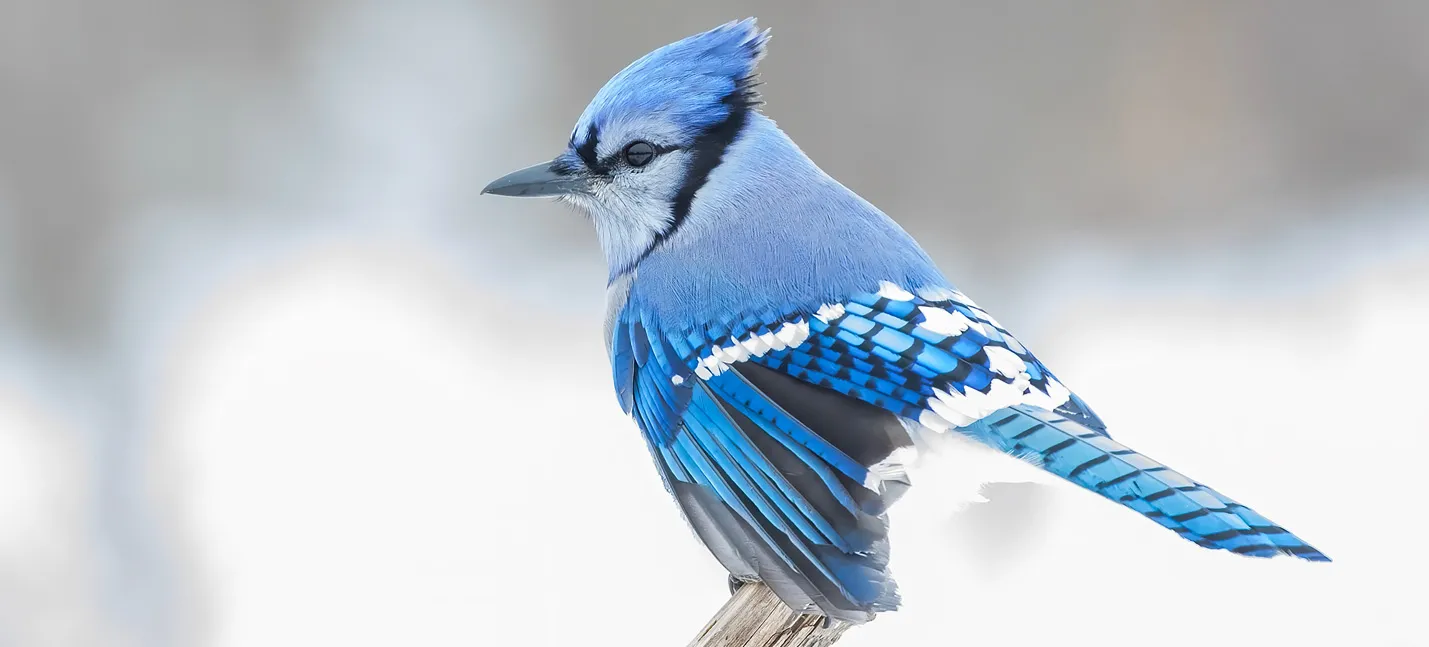Photo d’un geai bleu déployant ses ailes.