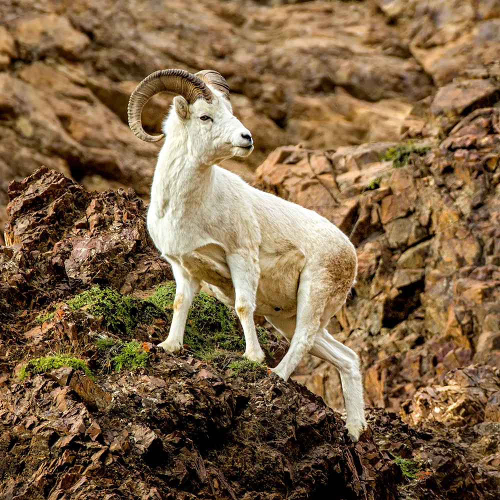 Photo d’un mouflon de Dall sur une falaise.