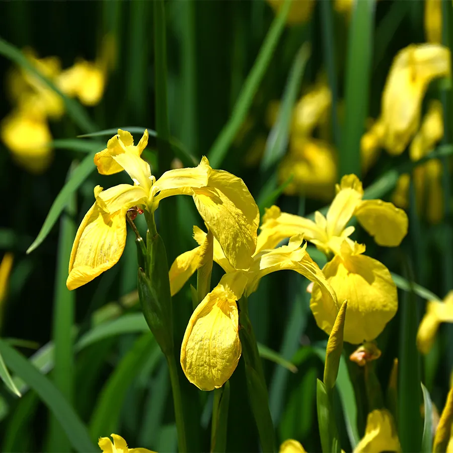 Gros plan sur quelques iris du marais, de petites fleurs jaunes ressemblant aux lys poussant chacune sur une haute tige.
