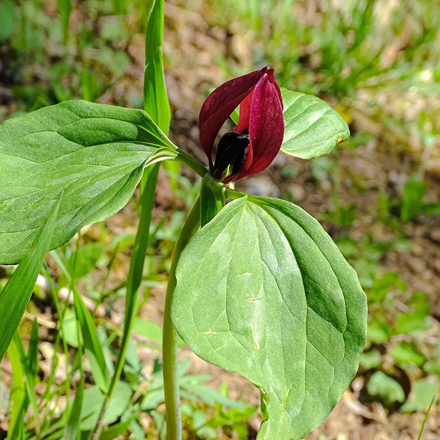 Gros plan de côté sur un trillium sessile non éclos : au sommet d’une haute tige, trois pétales rouge vif refermés entourent les étamines, au-dessus de trois larges feuilles vertes disposées uniformément autour de la tige.
