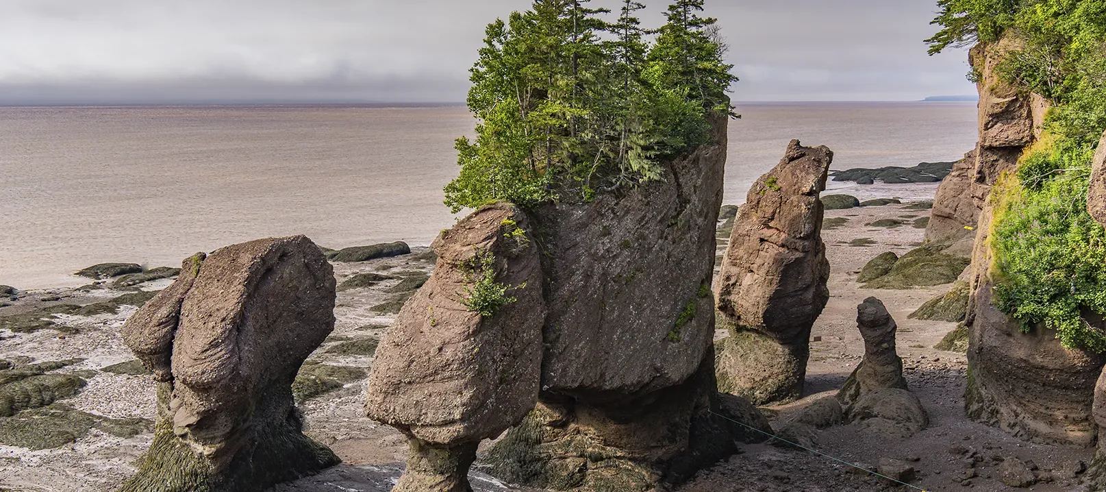 Photo des rochers Hopewell à marée basse.