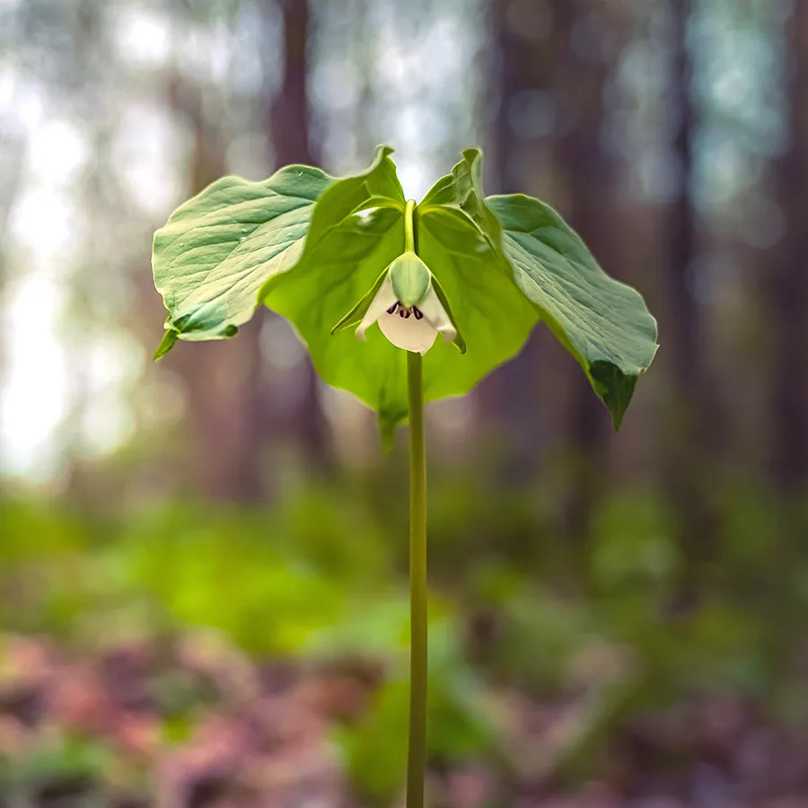 Gros plan sur un trillium flexipes. Petite fleur blanche à trois pétales et étamines brunâtres, tournée vers le sol au bout d’une tige recourbée. Trois grandes feuilles vertes, placées plus haut sur la tige, forment un parasol au-dessus de la corolle.