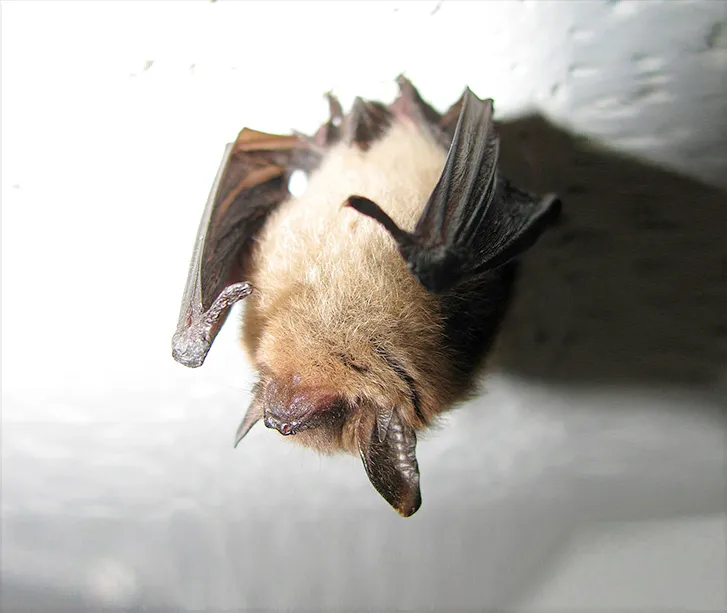 Photo d’une chauve-souris endormie, tête en bas.