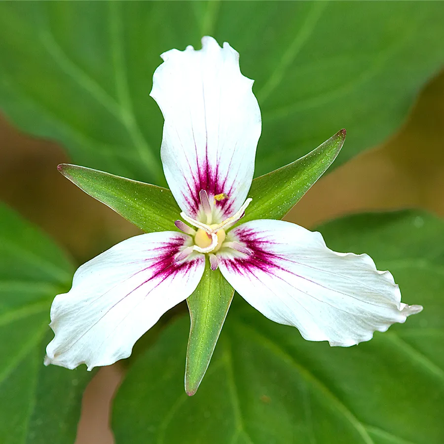Gros plan en plongée sur un trillium undulatum. Trois pétales blancs disposés en triangle, teintés de rose fuchsia au centre de la corolle. Trois bractées vertes pointues entre les pétales et, plus bas sur la tige, de larges feuilles vertes.