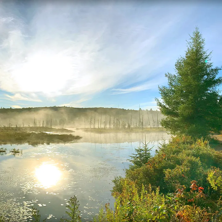 Photo d’un lac en été bordé par un conifère.