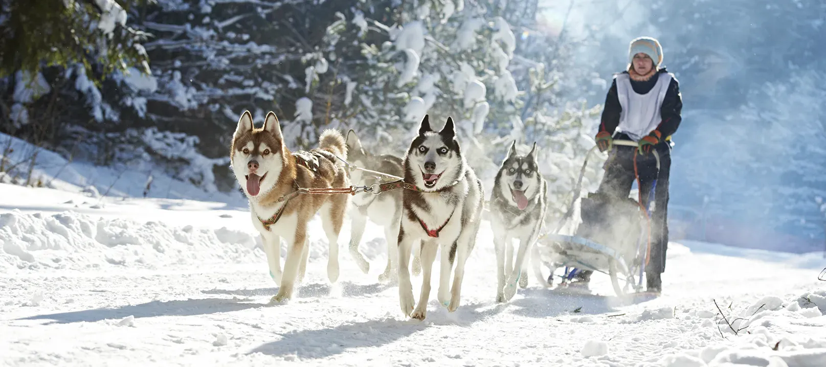 Photo d’un attelage de chiens de traineau courant dans un paysage enneigé.