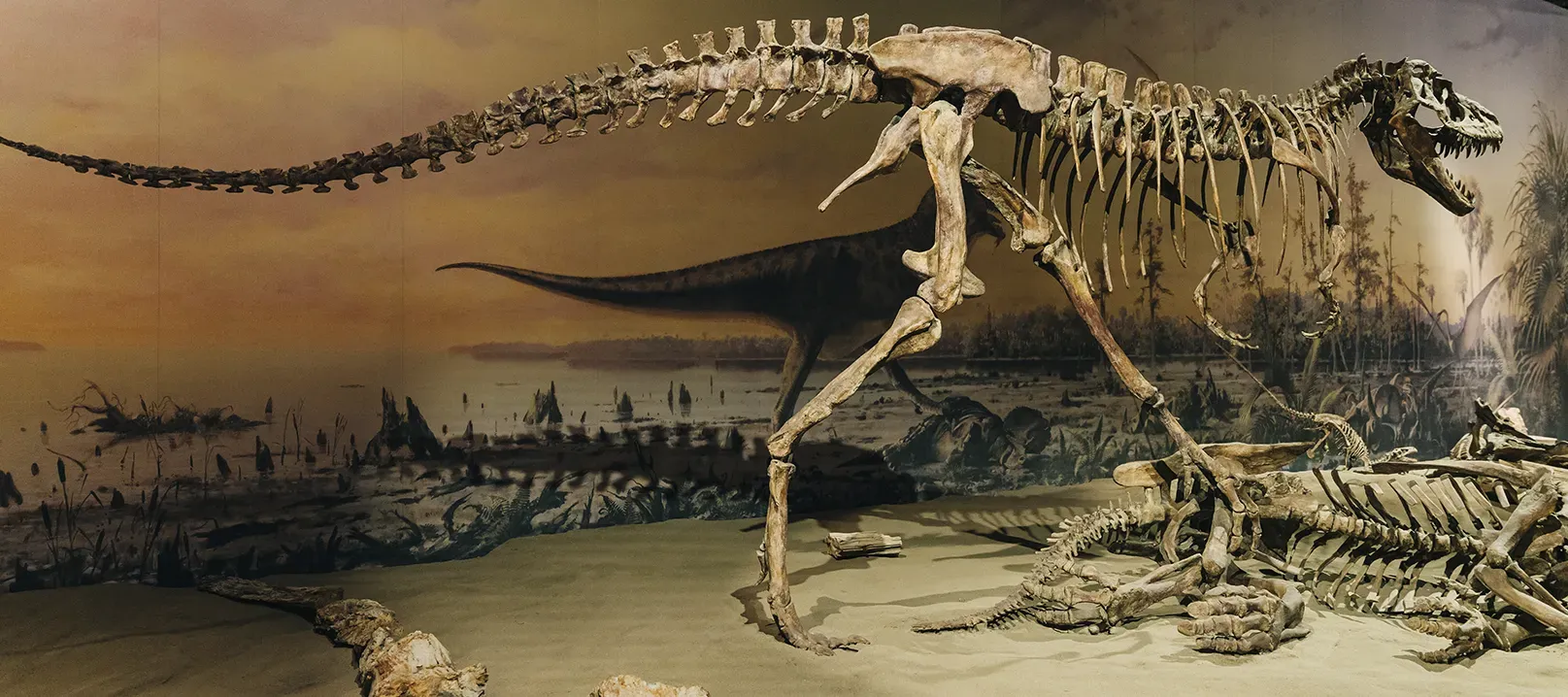 Photo d’un squelette de Tyrannosaurus rex.