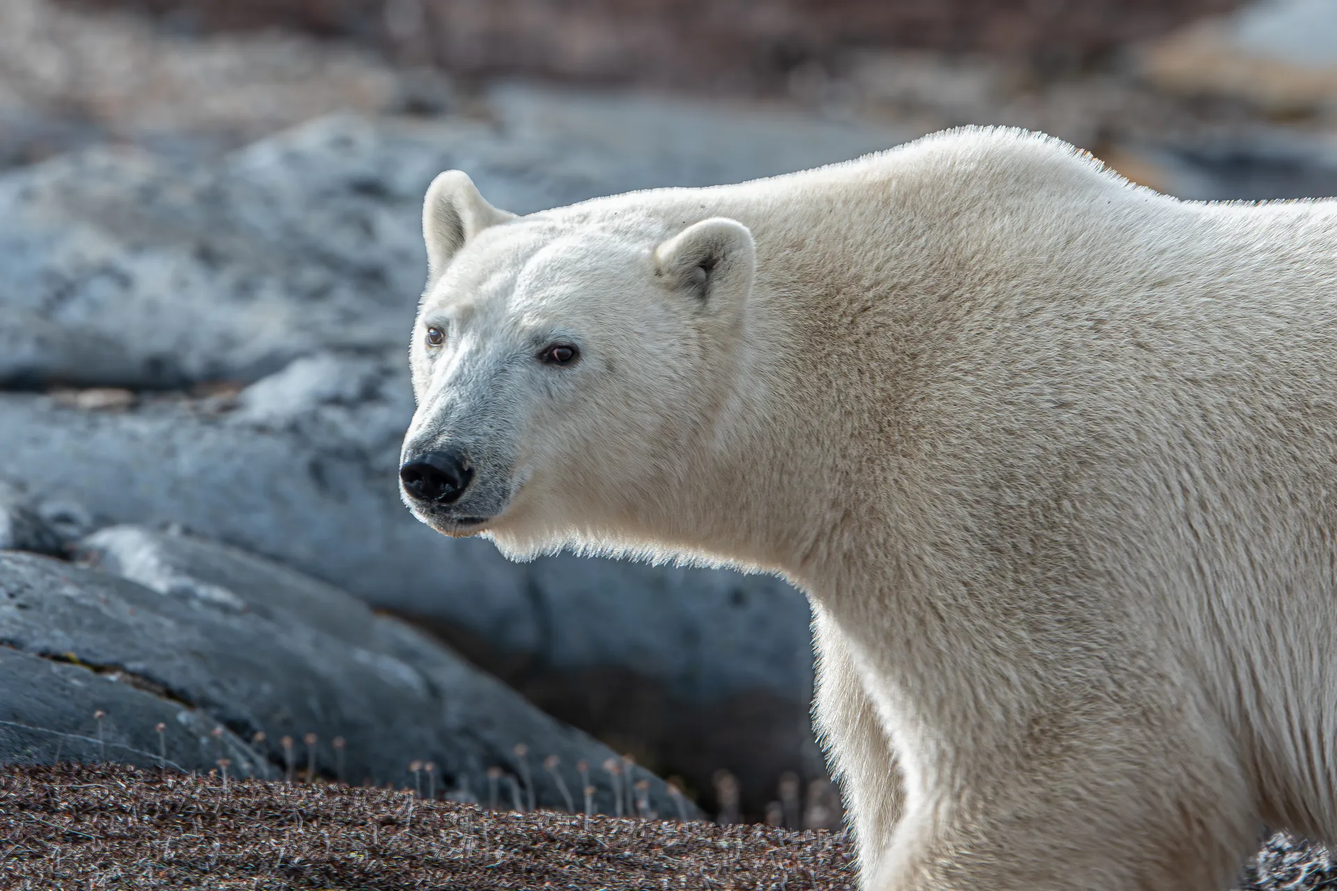 Photo d’un ours polaire.