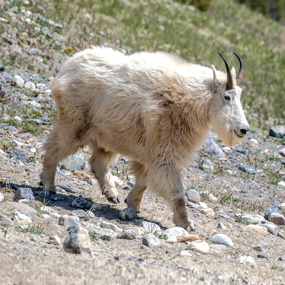 Photo d’une chèvre des montagnes Rocheuses descendant une pente.