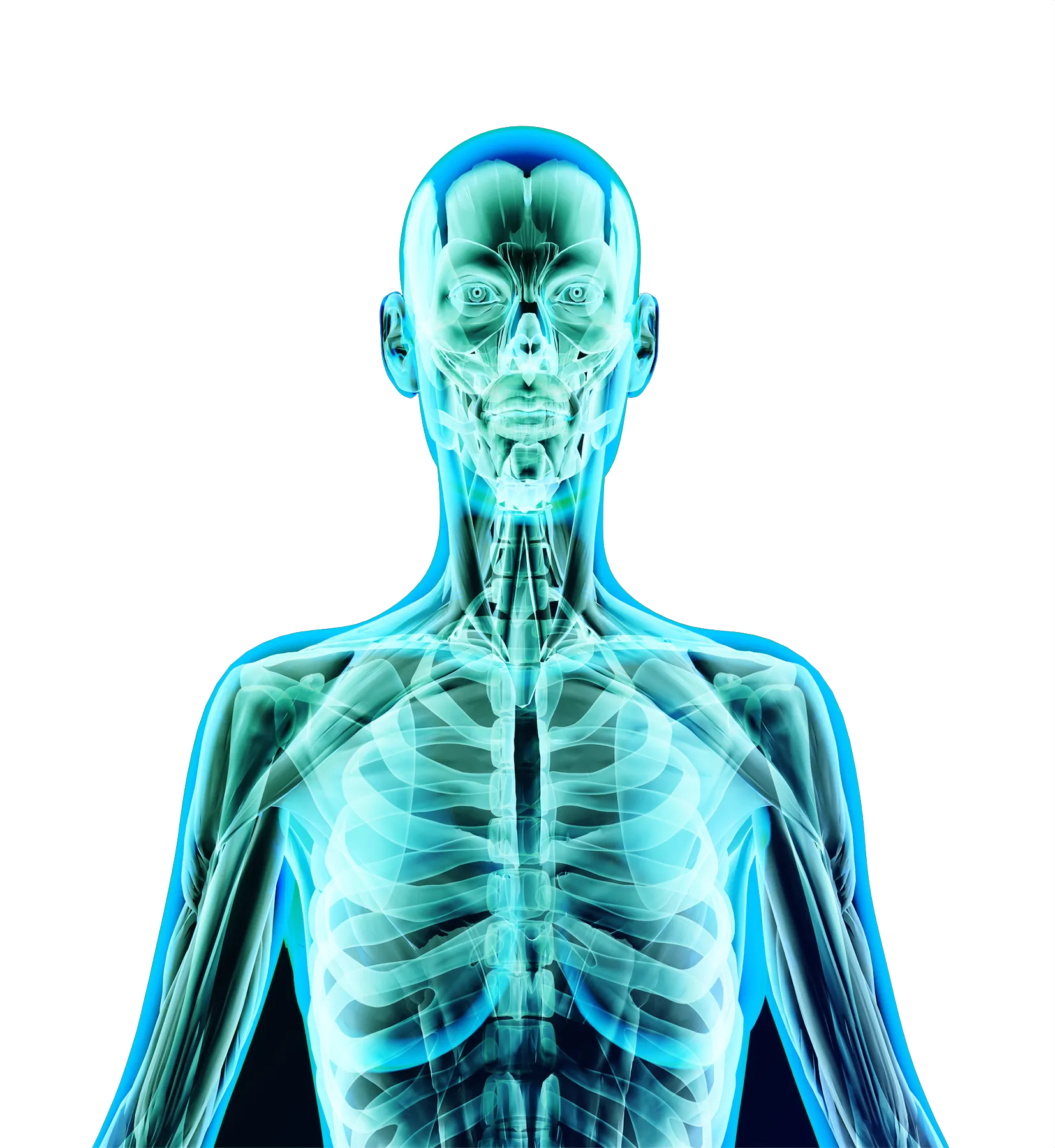Une image de radiologie montrant les os et les muscles d’une personne.