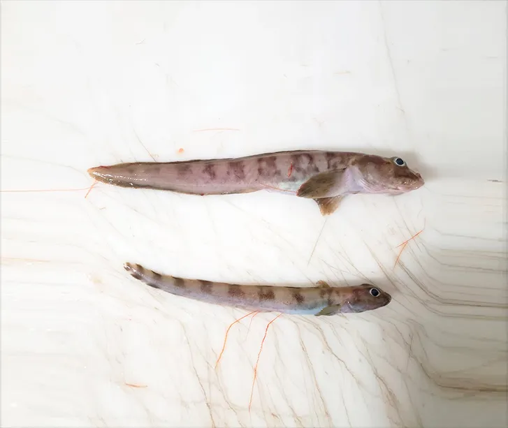 Photo de deux lycodes polaires, des poissons des glaces.